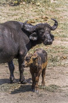 African buffalo baby with mother in Kruger National park, South Africa ; Specie Syncerus caffer family of Bovidae