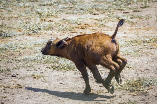 African buffalo calf running in Kruger National park, South Africa ; Specie Syncerus caffer family of Bovidae