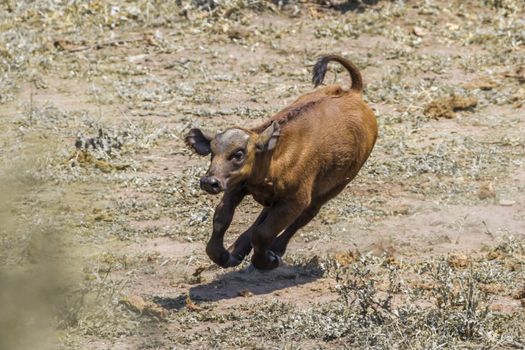 African buffalo calf running in Kruger National park, South Africa ; Specie Syncerus caffer family of Bovidae