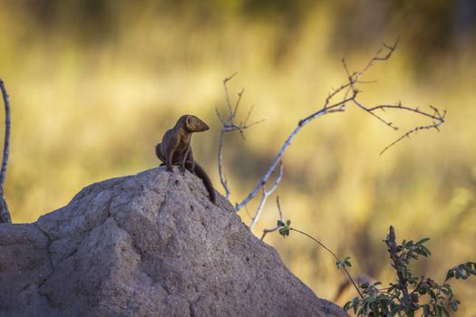 Common dwarf mongoose on termite mound in Kruger National park, South Africa ; Specie Helogale parvula family of Herpestidae