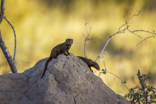 Two Common dwarf mongoose on termite mound in Kruger National park, South Africa ; Specie Helogale parvula family of Herpestidae