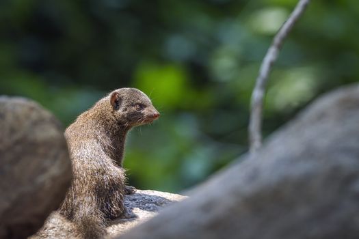 Common dwarf mongoose in middle of rocks in Kruger National park, South Africa ; Specie Helogale parvula family of Herpestidae