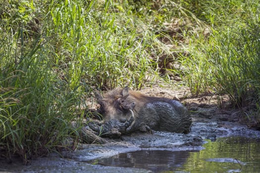 Common warthog bathing in waterhole in Kruger National park, South Africa ; Specie Phacochoerus africanus family of Suidae