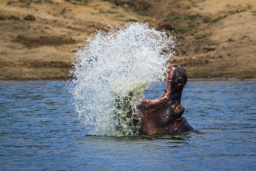 Hippopotamus splashing with open mouth in Kruger National park, South Africa ; Specie Hippopotamus amphibius family of Hippopotamidae