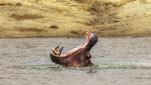 Hippopotamus in Kruger National park, South Africa ; Specie Hippopotamus amphibius family of Hippopotamidae