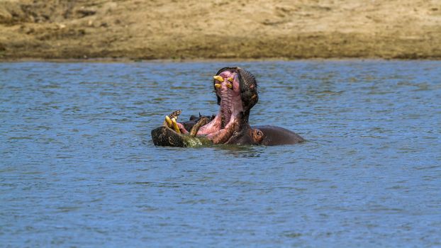 Hippopotamus yawning in water in Kruger National park, South Africa ; Specie Hippopotamus amphibius family of Hippopotamidae
