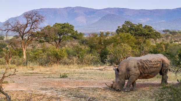 Southern white rhinoceros in savannah scenery in Kruger National park, South Africa ; Specie Ceratotherium simum simum family of Rhinocerotidae