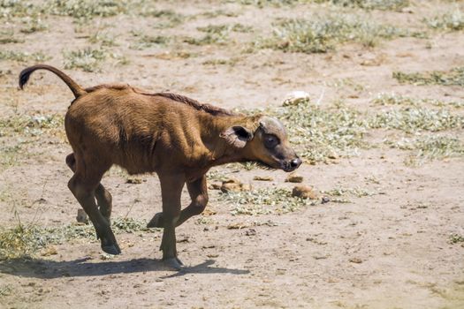 African buffalo calf running in Kruger National park, South Africa ; Specie Syncerus caffer family of Bovidae