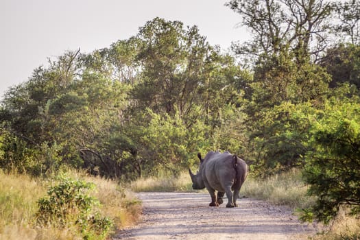 Southern white rhinoceros walking on gravel road in rear view in Kruger National park, South Africa ; Specie Ceratotherium simum simum family of Rhinocerotidae