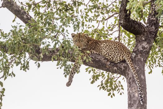 Leopard lying down in a tree in Kruger National park, South Africa ; Specie Panthera pardus family of Felidae
