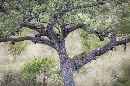 Leopard resting after eating prey in a tree in Kruger National park, South Africa ; Specie Panthera pardus family of Felidae