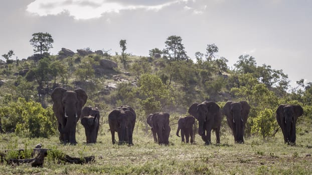 African bush elephant herd walking in front view in Kruger National park, South Africa ; Specie Loxodonta africana family of Elephantidae