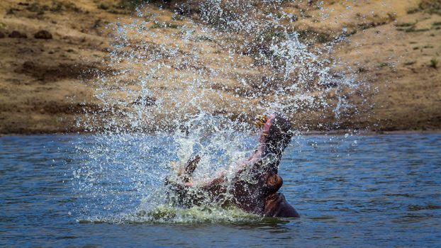 Hippopotamus splashing with open mouth in Kruger National park, South Africa ; Specie Hippopotamus amphibius family of Hippopotamidae