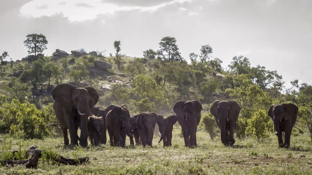 African bush elephant herd walking in front view in Kruger National park, South Africa ; Specie Loxodonta africana family of Elephantidae