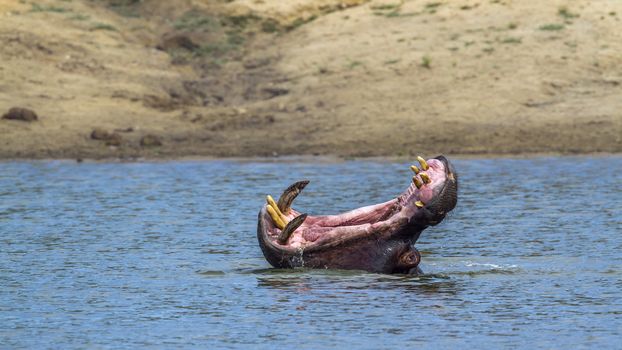 Hippopotamus in Kruger National park, South Africa ; Specie Hippopotamus amphibius family of Hippopotamidae