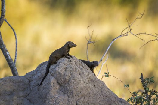 Two Common dwarf mongoose on termite mound in Kruger National park, South Africa ; Specie Helogale parvula family of Herpestidae