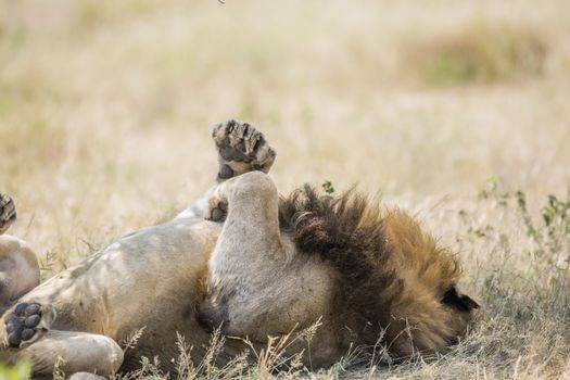 African lion lying down under shadow in Kruger National park, South Africa ; Specie Panthera leo family of Felidae