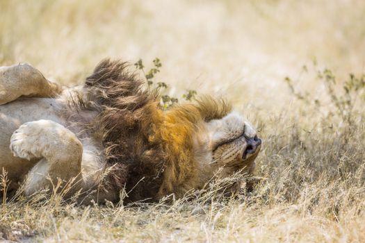 African lion lying down under shadow in Kruger National park, South Africa ; Specie Panthera leo family of Felidae