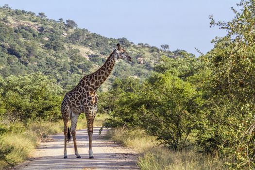 Giraffe on safari gravel road in Kruger National park, South Africa ; Specie Giraffa camelopardalis family of Giraffidae