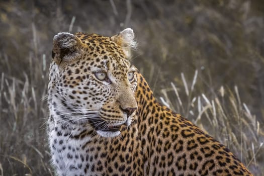 Leopard portrait in Kruger National park, South Africa ; Specie Panthera pardus family of Felidae