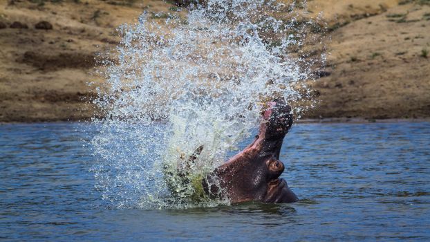 Hippopotamus splashing with open mouth in Kruger National park, South Africa ; Specie Hippopotamus amphibius family of Hippopotamidae