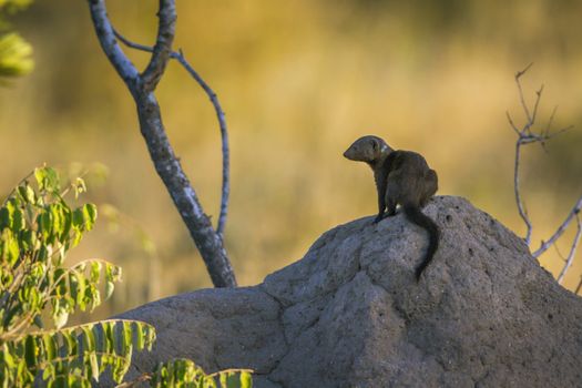 Common dwarf mongoose on termite mound in Kruger National park, South Africa ; Specie Helogale parvula family of Herpestidae