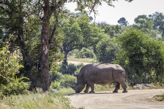 Southern white rhinoceros crossing gravel road in Kruger National park, South Africa ; Specie Ceratotherium simum simum family of Rhinocerotidae