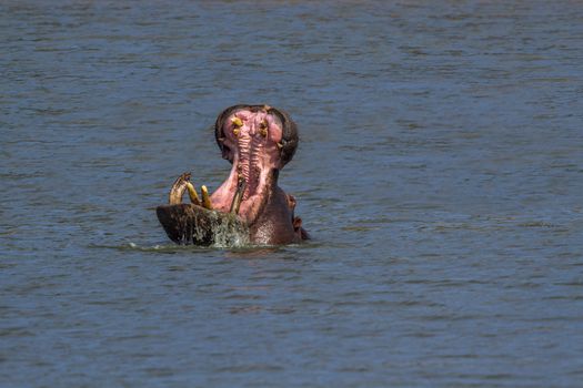 Hippopotamus yawning in water in Kruger National park, South Africa ; Specie Hippopotamus amphibius family of Hippopotamidae