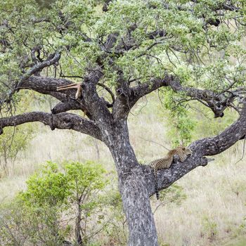 Leopard resting after eating prey in a tree in Kruger National park, South Africa ; Specie Panthera pardus family of Felidae