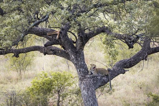 Leopard resting after eating prey in a tree in Kruger National park, South Africa ; Specie Panthera pardus family of Felidae