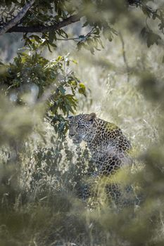 Leopard hiding in green savannah in Kruger National park, South Africa ; Specie Panthera pardus family of Felidae