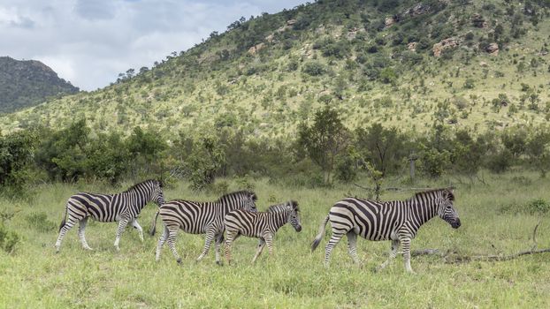 Four Plains zebra in green savannah in Kruger National park, South Africa ; Specie Equus quagga burchellii family of Equidae