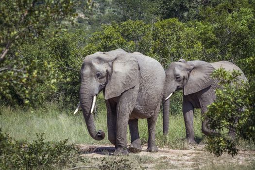 African bush elephant walking in green savannah in Kruger National park, South Africa ; Specie Loxodonta africana family of Elephantidae