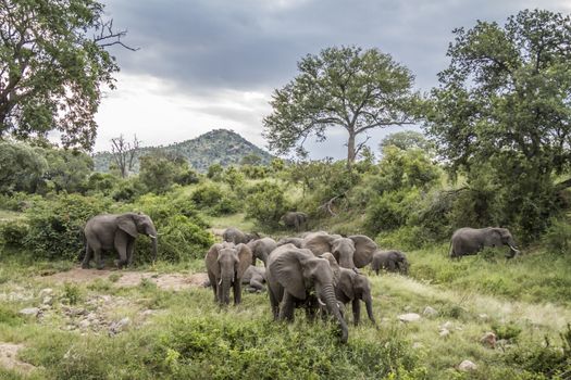 African bush elephant herd in green savannah in Kruger National park, South Africa ; Specie Loxodonta africana family of Elephantidae