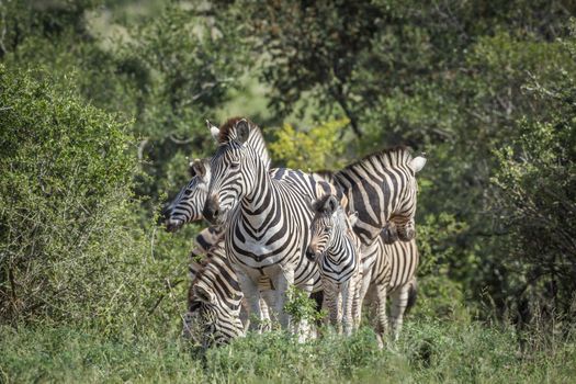 Plains zebra famlly in green savannah in Kruger National park, South Africa ; Specie Equus quagga burchellii family of Equidae