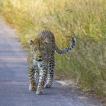 Leopard in Kruger National park, South Africa ; Specie Panthera pardus family of Felidae