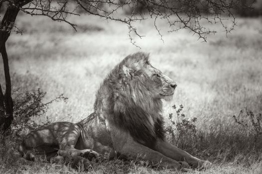 African lion lying down under shadow in Kruger National park, South Africa ; Specie Panthera leo family of Felidae