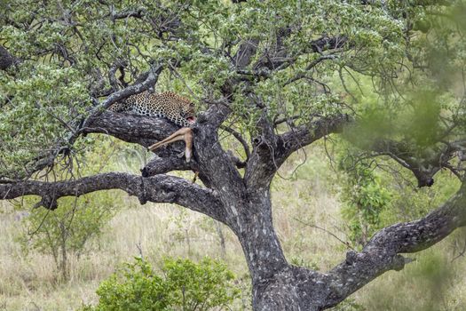 Leopard eating a prey in a tree in Kruger National park, South Africa ; Specie Panthera pardus family of Felidae