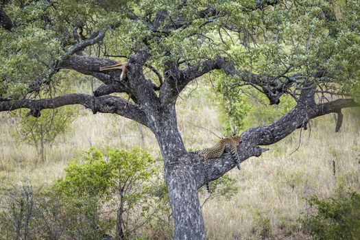 Leopard resting after eating prey in a tree in Kruger National park, South Africa ; Specie Panthera pardus family of Felidae