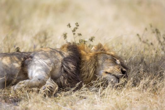African lion lying down under shadow in Kruger National park, South Africa ; Specie Panthera leo family of Felidae