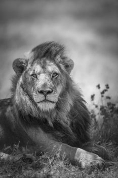 African lion male portrait in Kruger National park, South Africa ; Specie Panthera leo family of Felidae