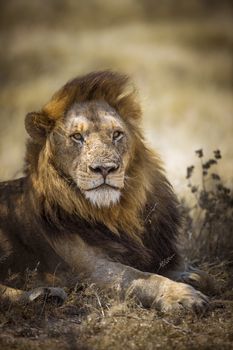 African lion male portrait in Kruger National park, South Africa ; Specie Panthera leo family of Felidae