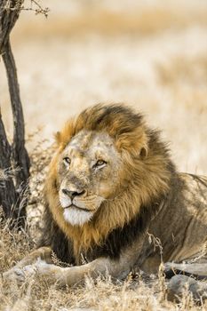 African lion male portrait in Kruger National park, South Africa ; Specie Panthera leo family of Felidae