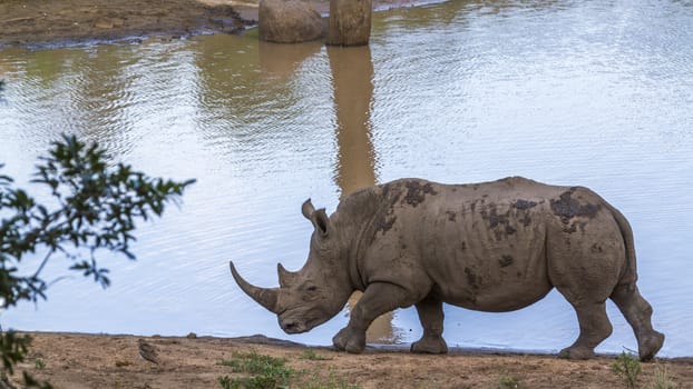 Southern white rhinoceros walking on lake side in Kruger National park, South Africa ; Specie Ceratotherium simum simum family of Rhinocerotidae