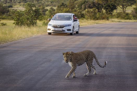 Leopard crossing safari road in front of tourist car in Kruger National park, South Africa ; Specie Panthera pardus family of Felidae