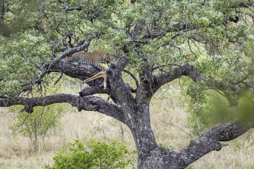 Leopard eating a prey in a tree in Kruger National park, South Africa ; Specie Panthera pardus family of Felidae