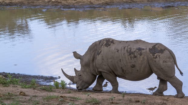 Southern white rhinoceros walking on lake side in Kruger National park, South Africa ; Specie Ceratotherium simum simum family of Rhinocerotidae