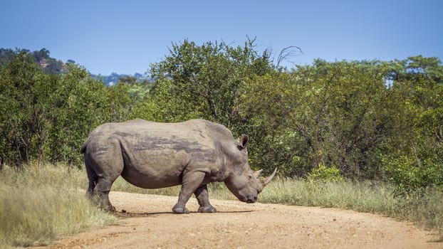 Southern white rhinoceros crossing safari gravel road in Kruger National park, South Africa ; Specie Ceratotherium simum simum family of Rhinocerotidae