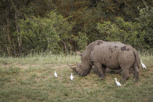 Southern white rhinoceros grazing with cattle egret in Kruger National park, South Africa ; Specie Ceratotherium simum simum family of Rhinocerotidae