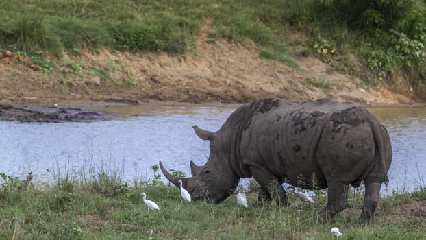 Southern white rhinoceros and cattle egret in lake side in Kruger National park, South Africa ; Specie Ceratotherium simum simum family of Rhinocerotidae